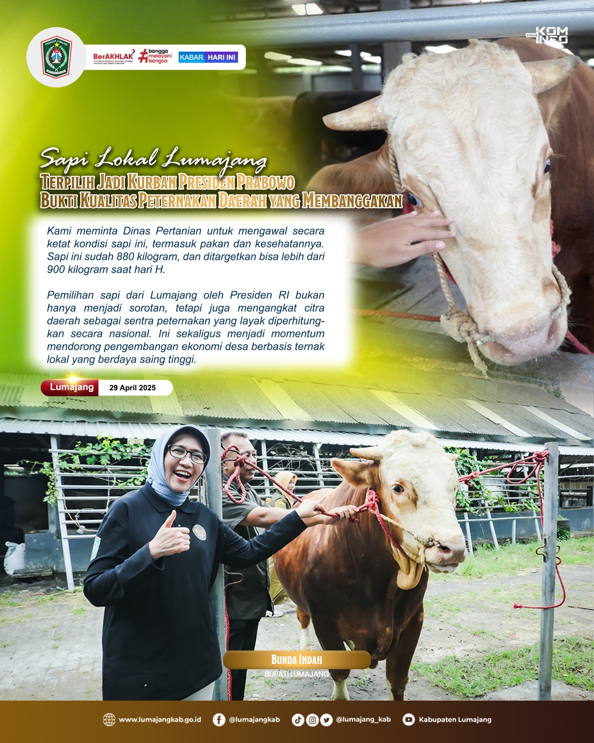 SAPI LOKAL LUMAJANG TERPILIH JADI KURBAN PRESIDEN PRABOWO